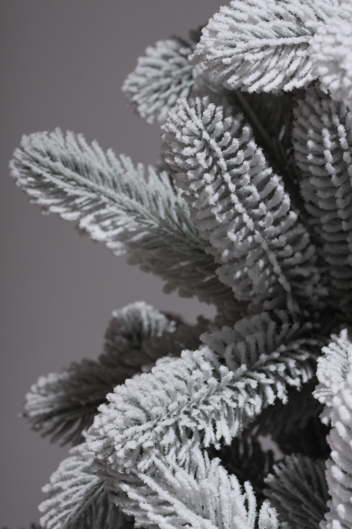 фото Ель Русская Императрица Заснеженная 150см