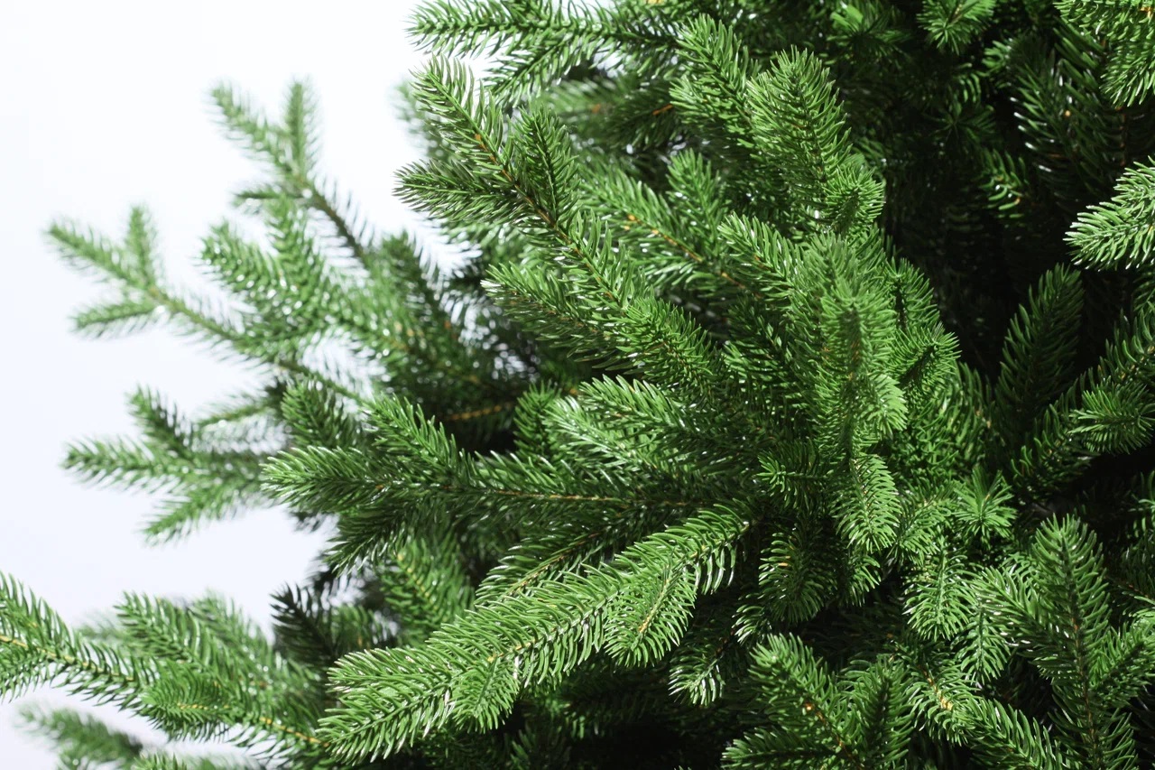 фото Ель Рейна 270см