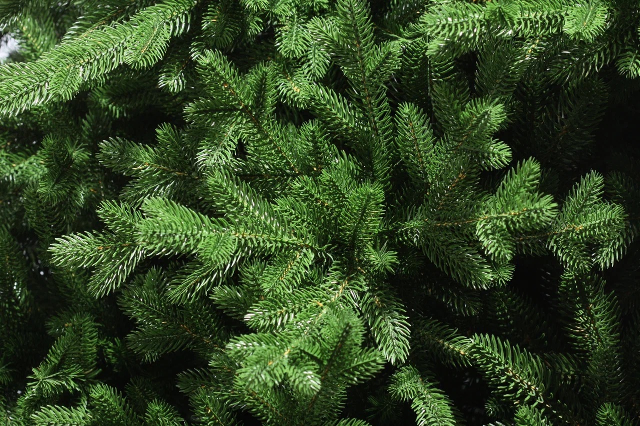 фото Ель Рейна 270см