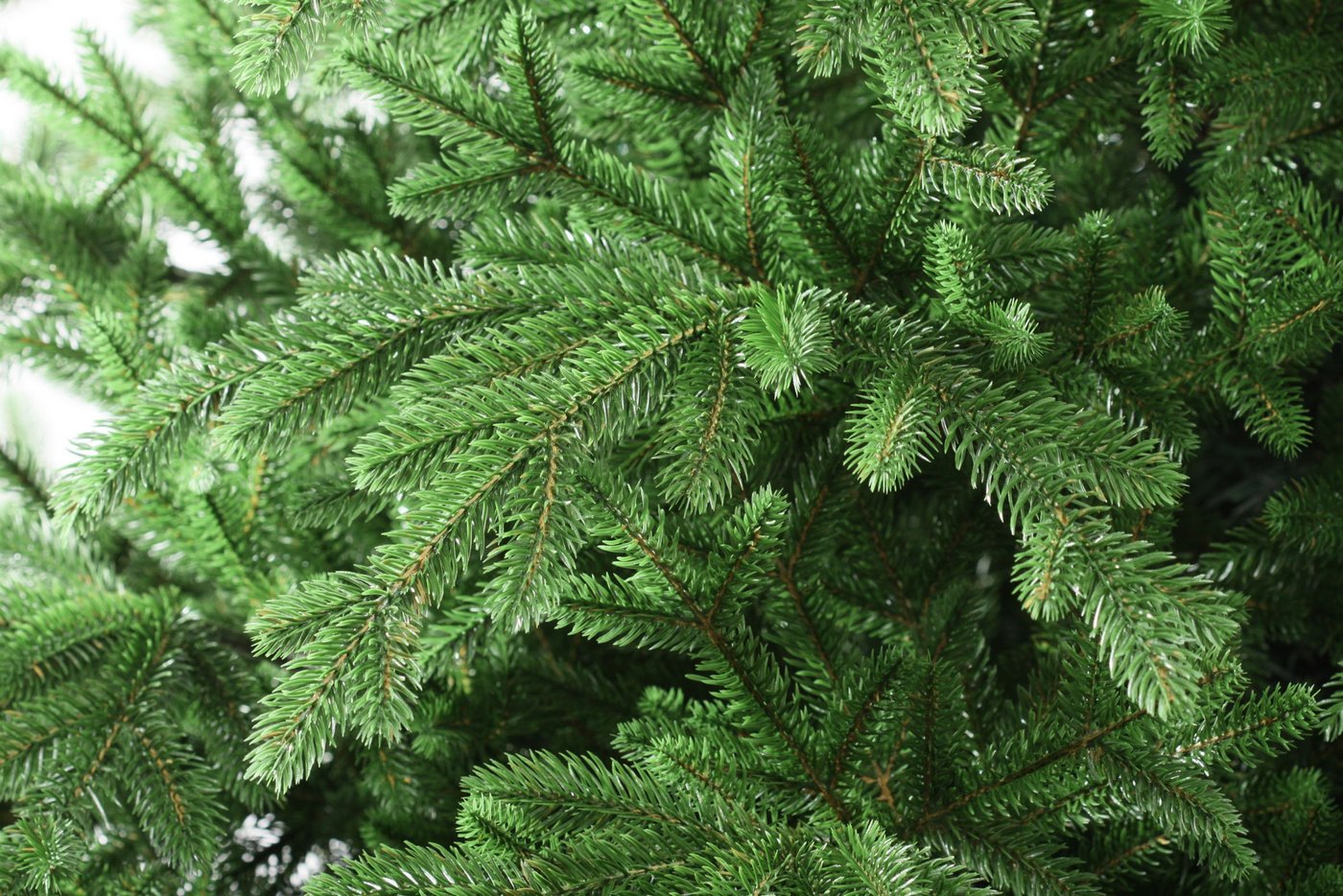 фото Ель Вега 270см