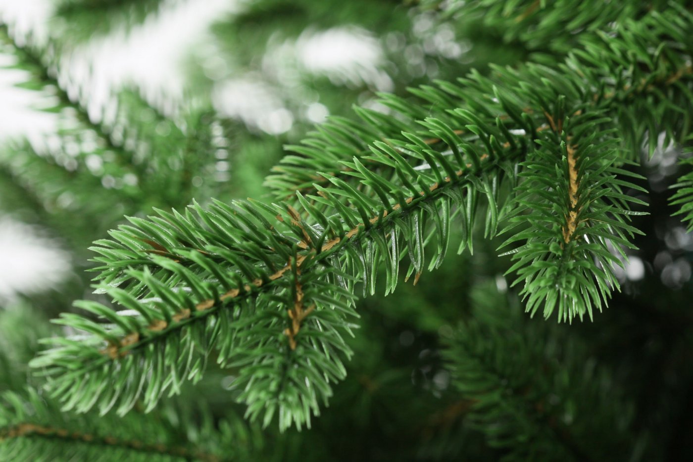 фото Ель Вега 270см