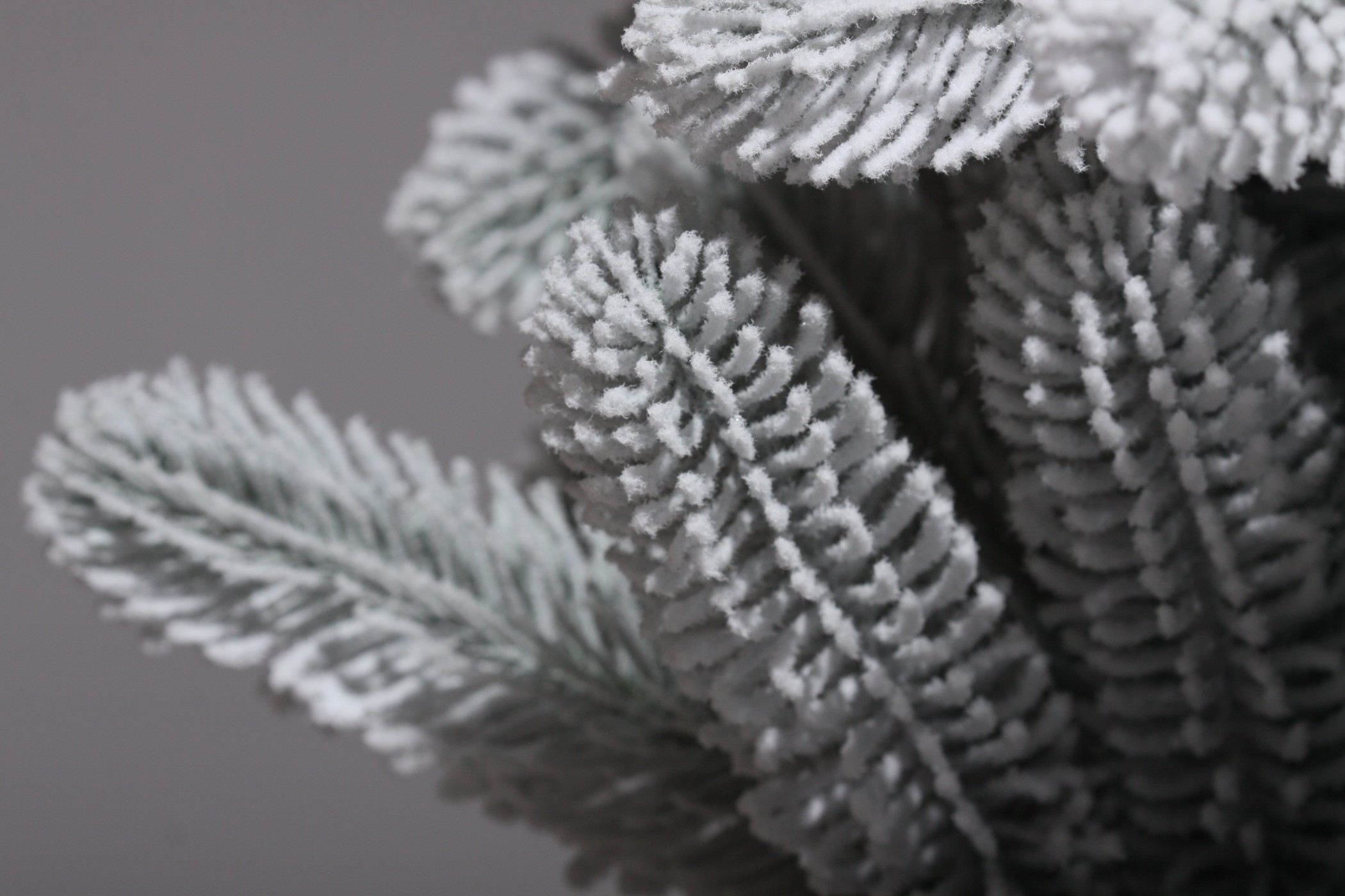 фото Ель Русская Императрица Заснеженная 150см