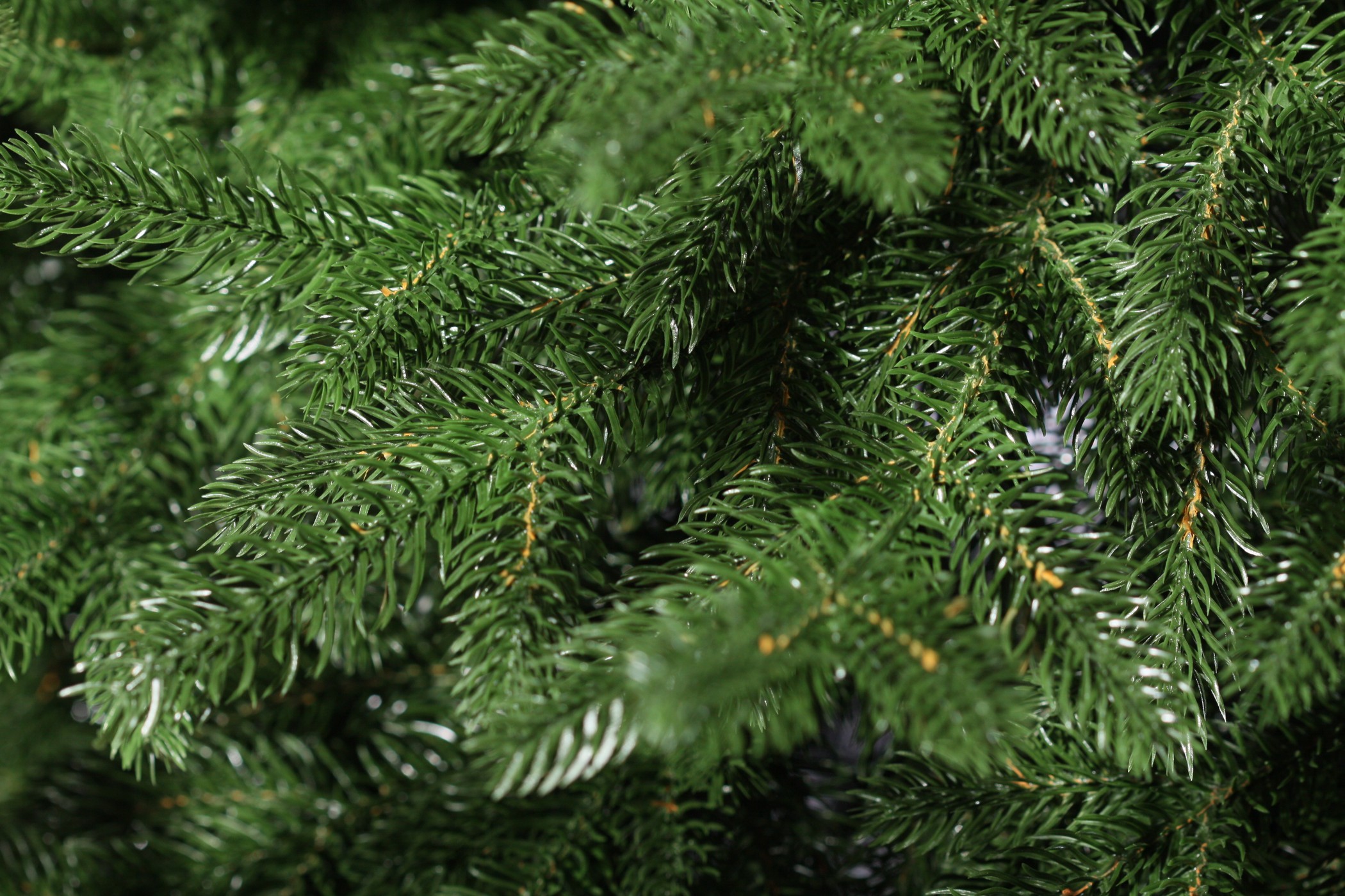 фото Ель Моника 180см