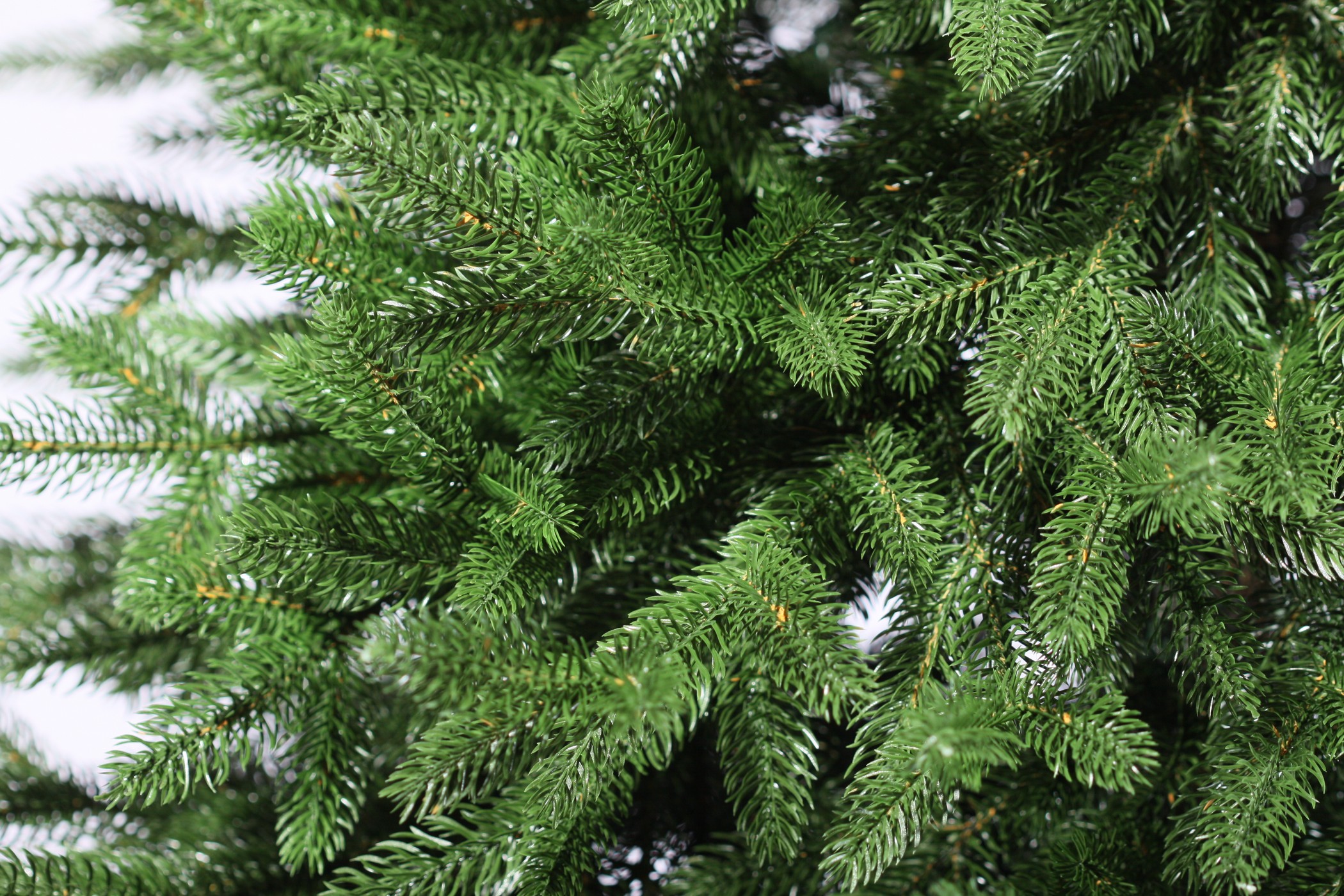 фото Ель Моника 180см