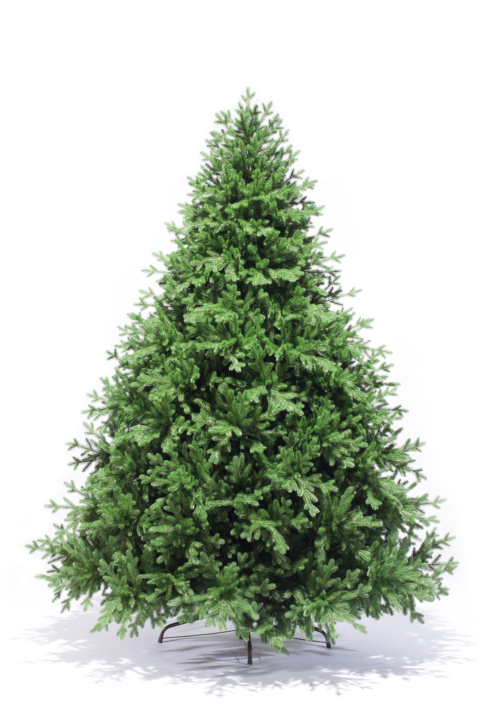 фото Ель Рейна 270см