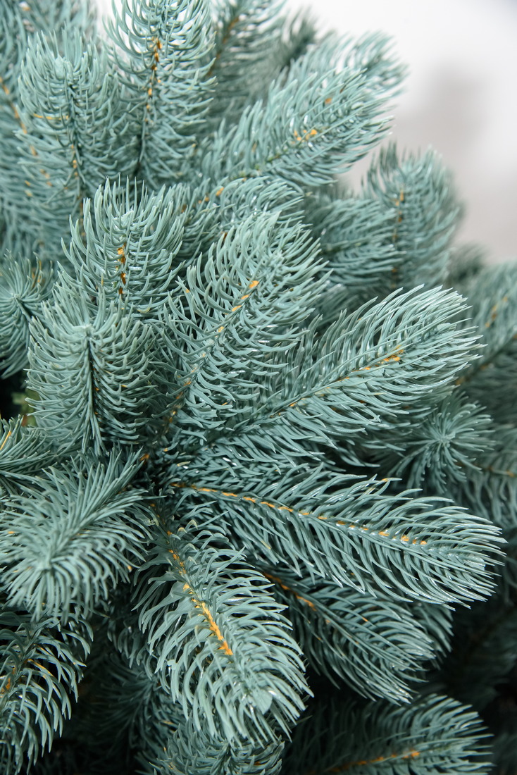 фото Ель Русская Императрица Голубая 90см