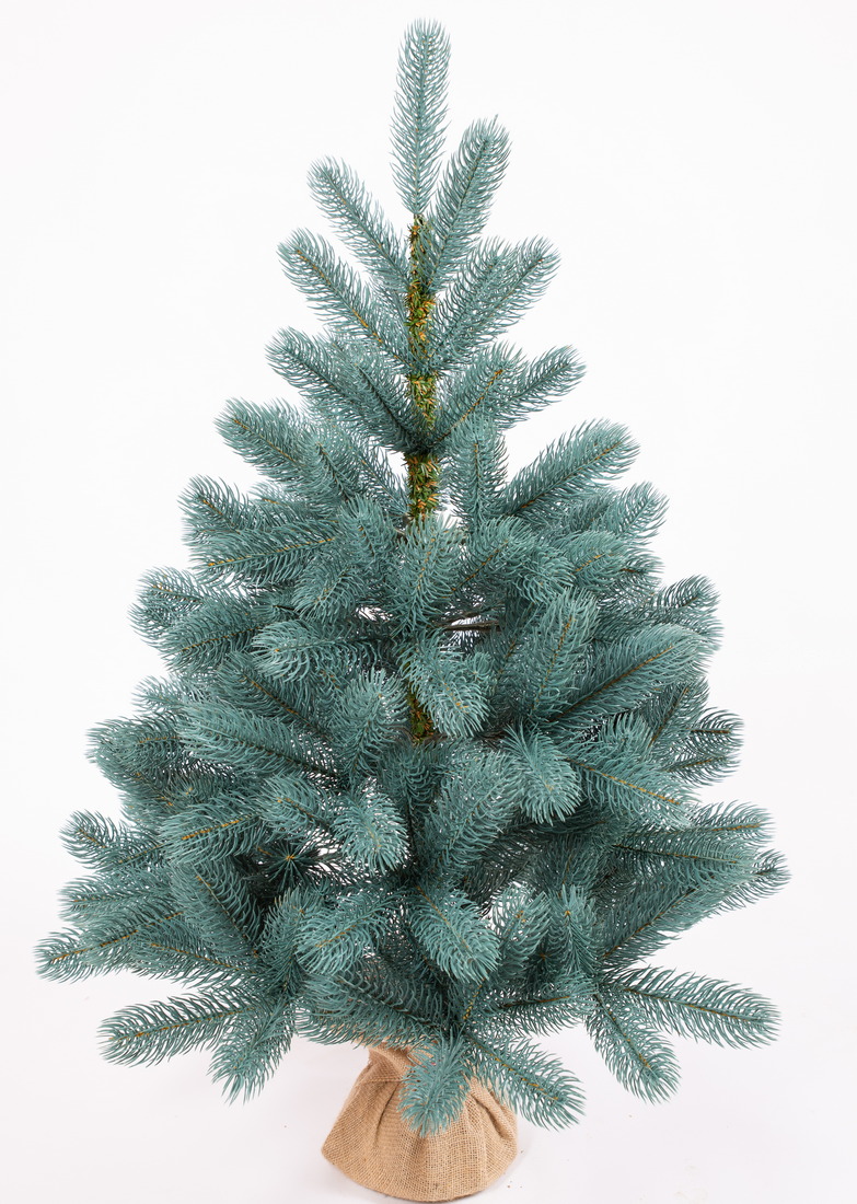 фото Ель Русская Императрица Голубая 90см