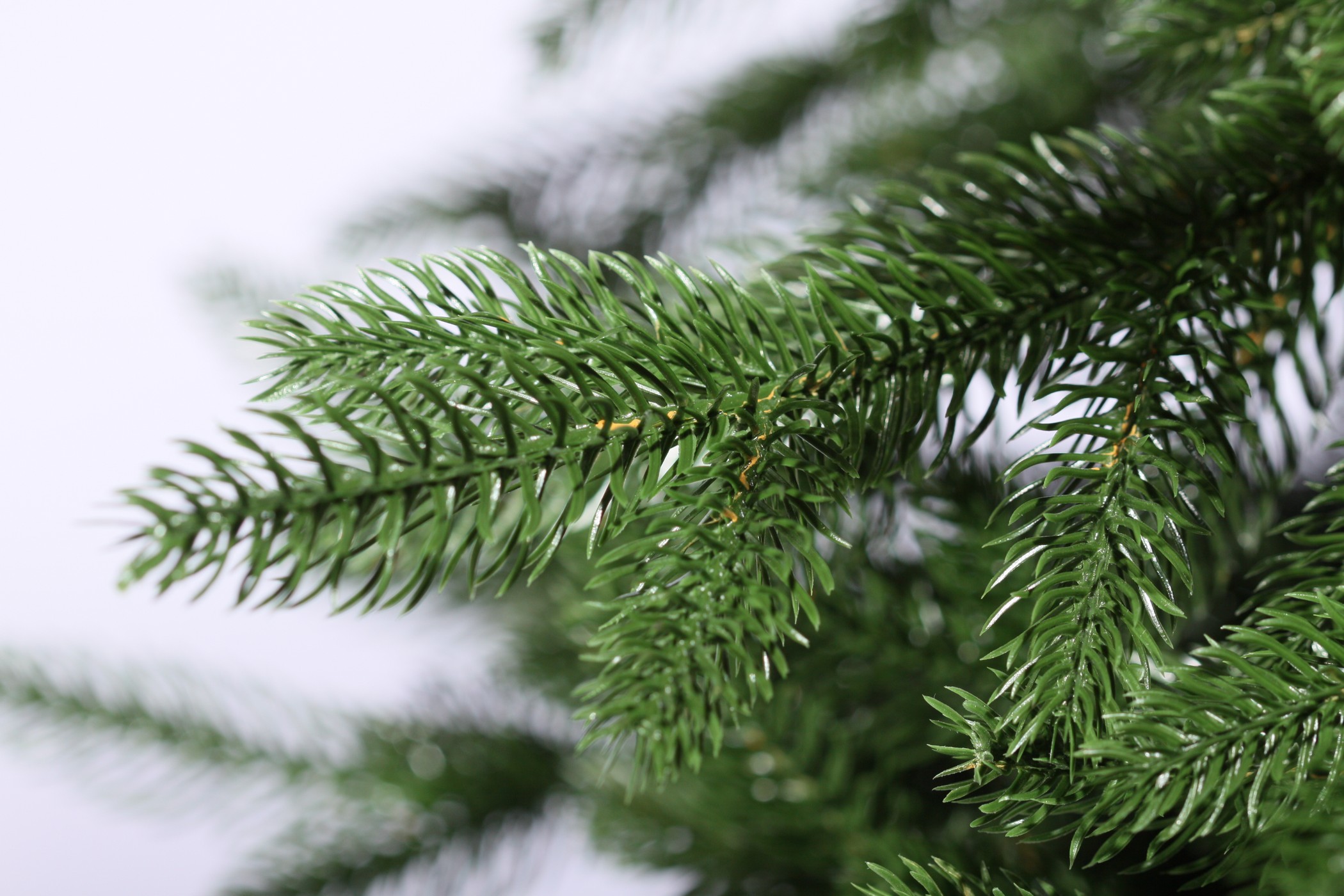 фото Ель Моника 180см