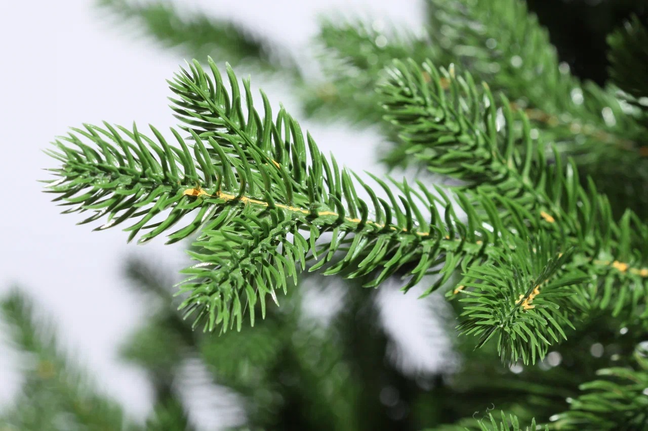 фото Ель Рейна 270см